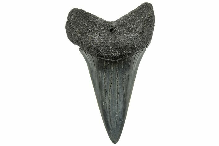 Fossil Broad-Toothed Mako Tooth - South Carolina #325171